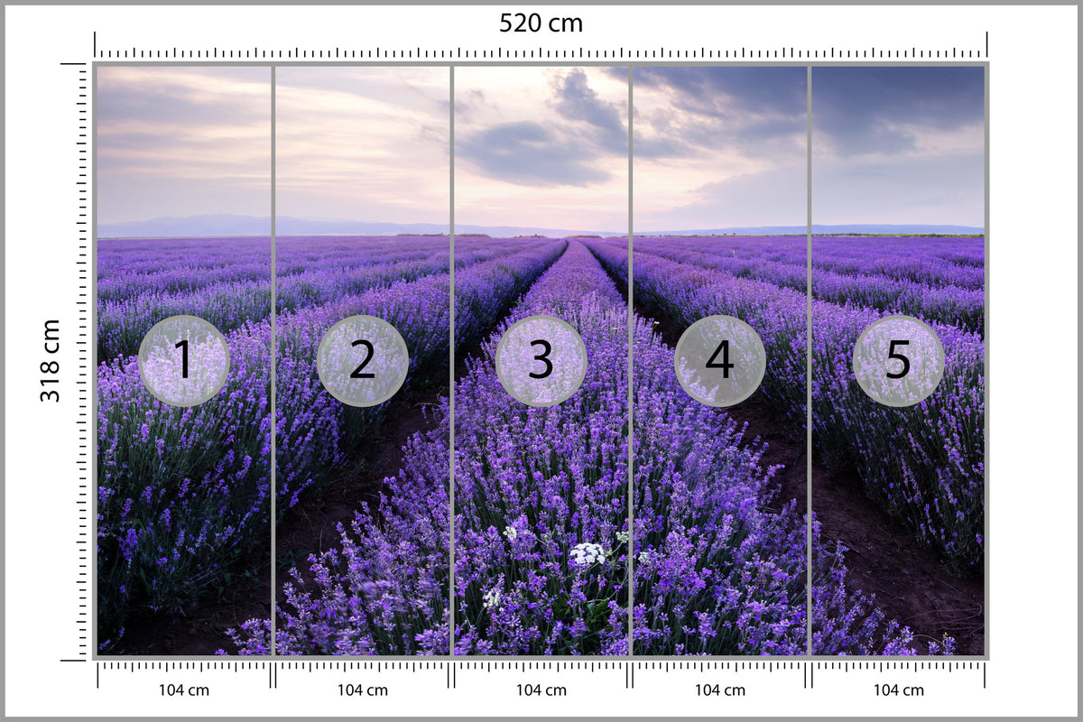 Fototapeta Lawendowe Pole 520 × 318 cm – podgląd kadru