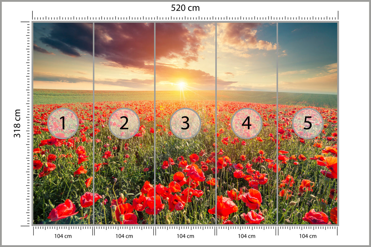 Fototapeta Pole Maków O Zachodzie Słońca 520 × 318 cm – podgląd kadru