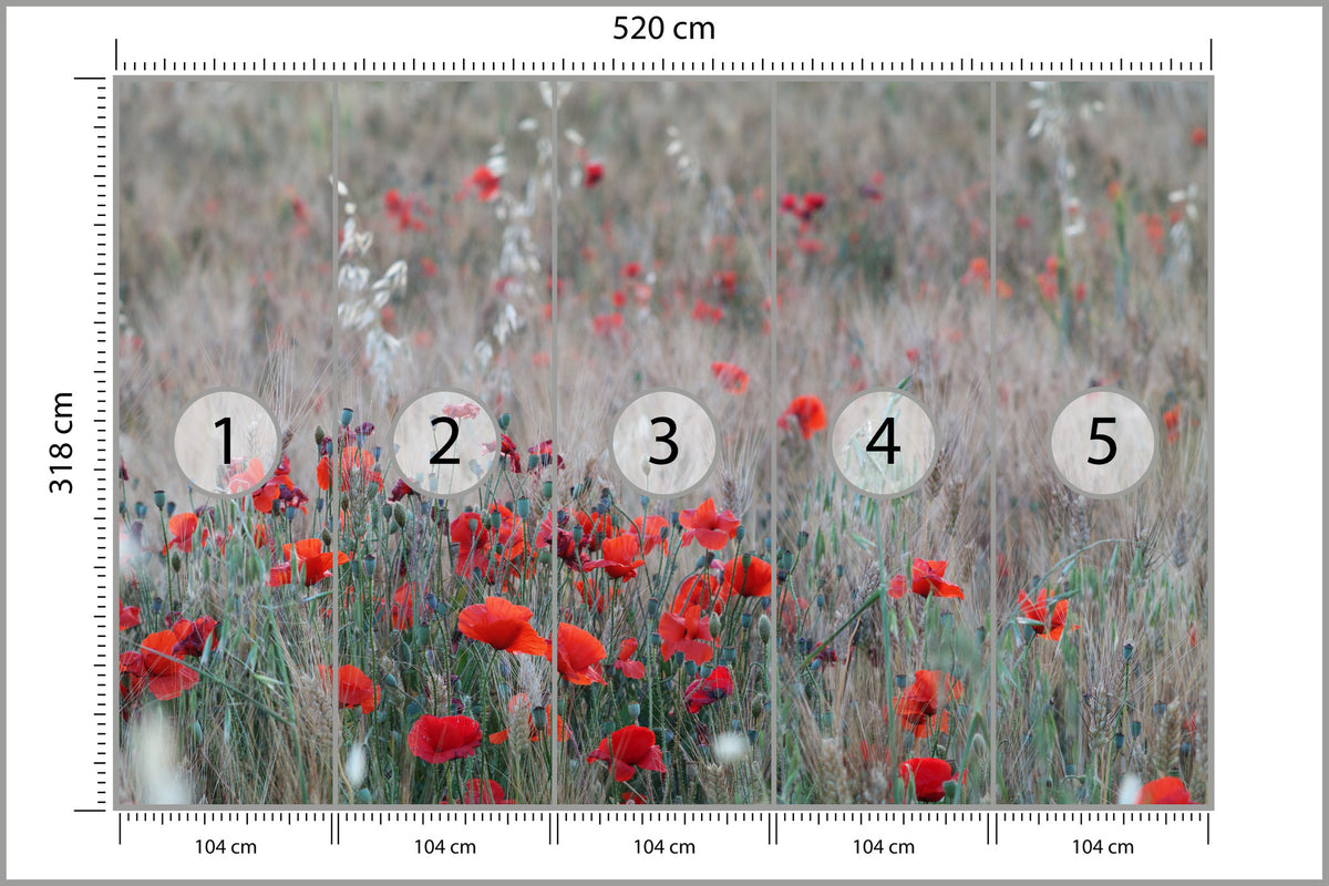 Fototapeta Pole Maków Wśród Traw 520 × 318 cm – podgląd kadru