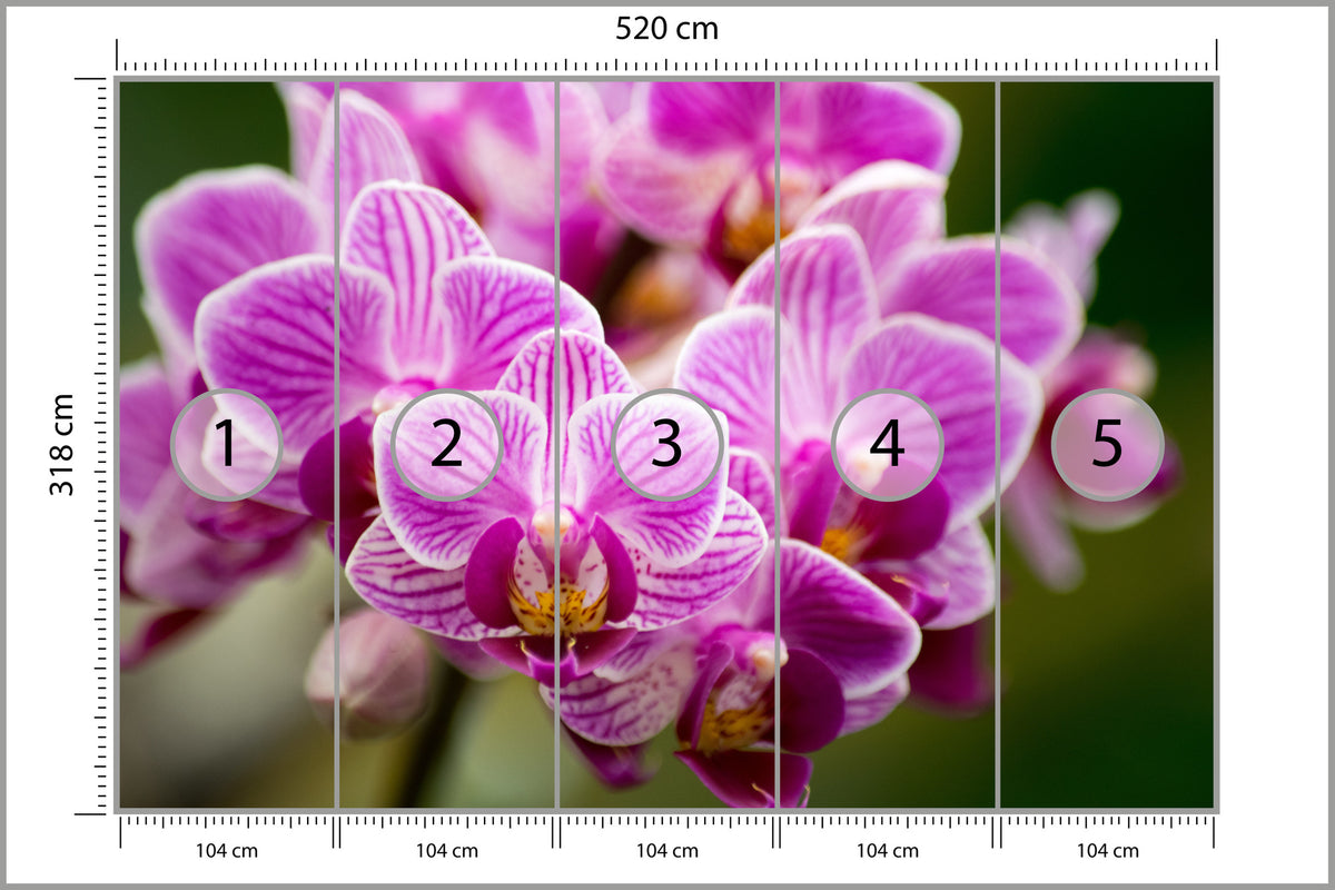 Fototapeta Bukiet Orchidei 520 × 318 cm – podgląd kadru