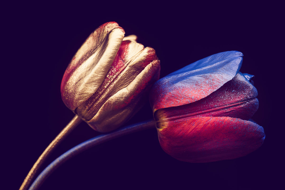 Fototapeta Tulipany Ze Złotymi Elementami – wzór