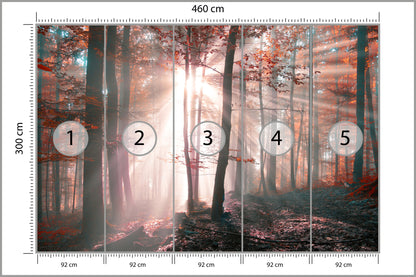 Fototapeta Las Barwy Jesieni 460 × 300 cm – podgląd kadru