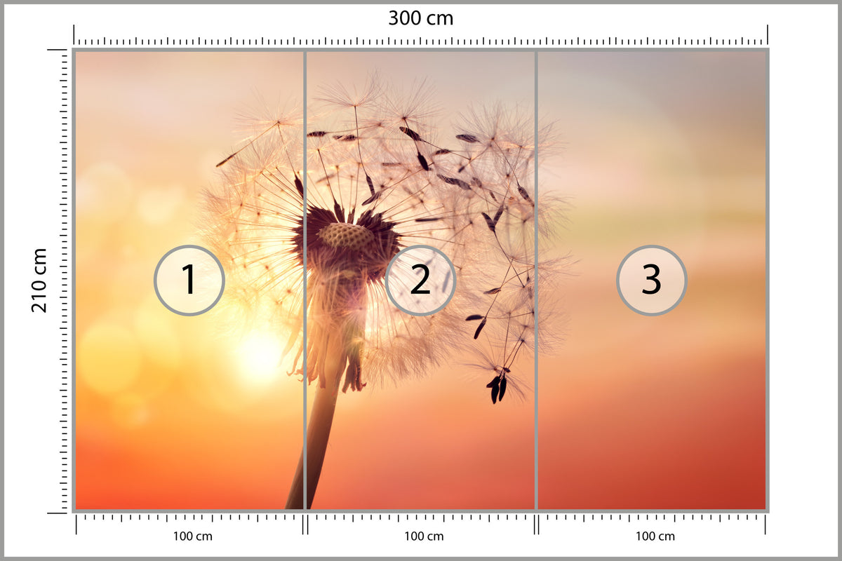 Fototapeta Optyczna Dmuchawiec O Zachodzie Słońca 300 × 210 cm – podgląd kadru