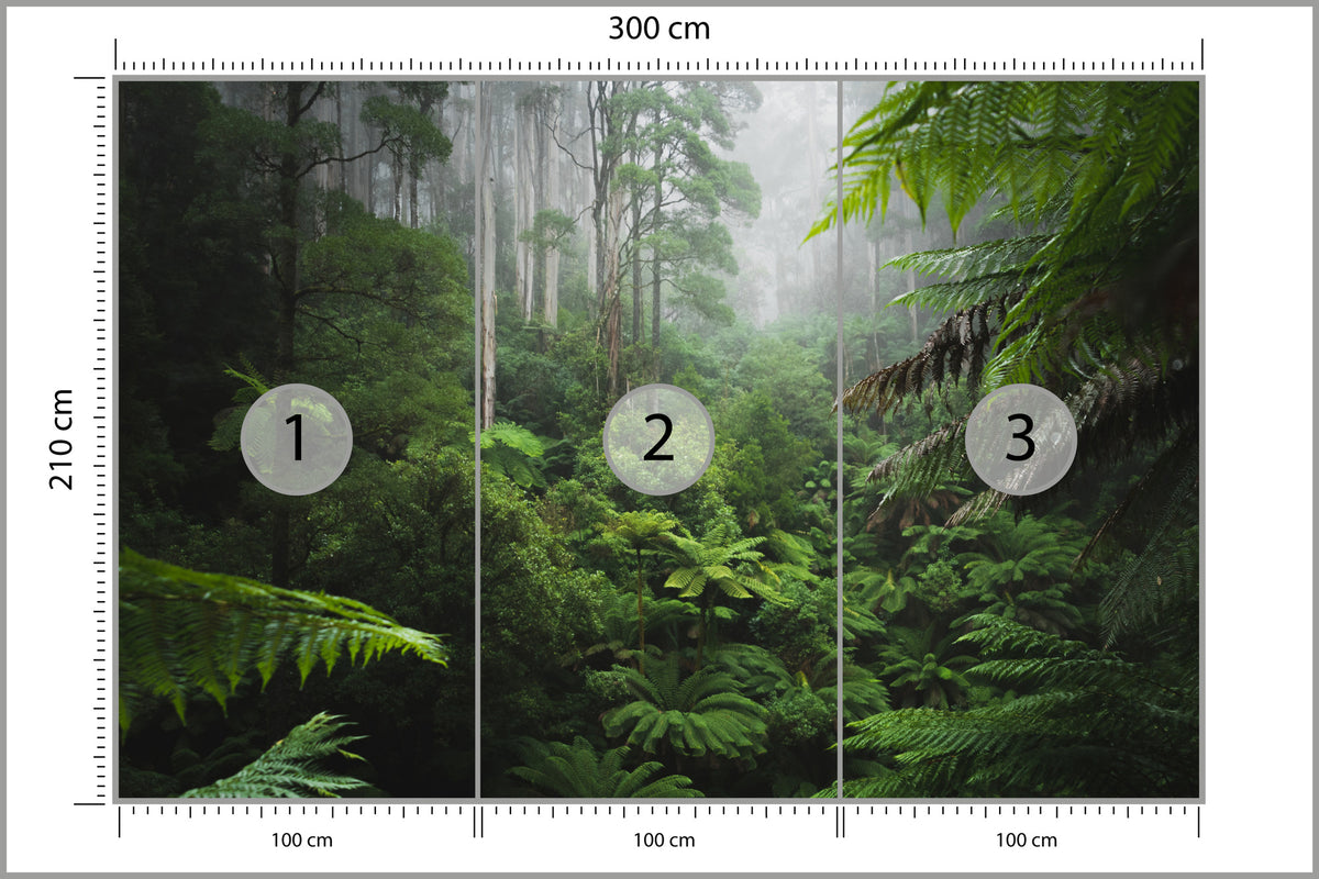 Fototapeta Las We Mgle Z Paprociami 300 × 210 cm – podgląd kadru