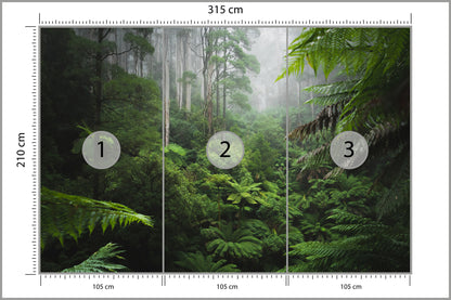 Fototapeta Las We Mgle Z Paprociami 315 × 210 cm – podgląd kadru