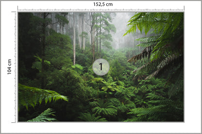 Fototapeta Las We Mgle Z Paprociami 152,5 × 104 cm – podgląd kadru