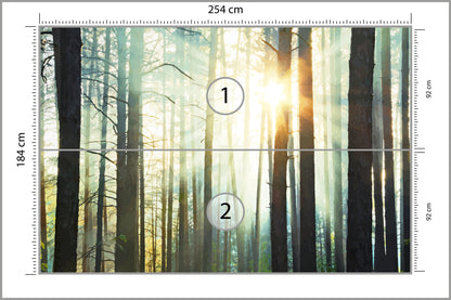 Fototapeta Las We Mgle Sosny Pod Słońce 254 × 184 cm – podgląd kadru