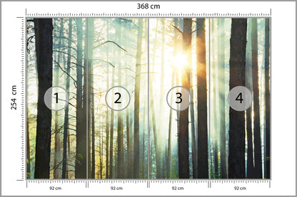 Fototapeta Las We Mgle Sosny Pod Słońce 368 × 254 cm – podgląd kadru