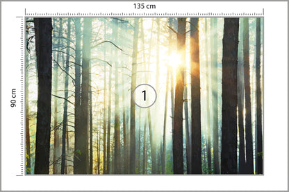 Fototapeta Las We Mgle Sosny Pod Słońce 135 × 90 cm – podgląd kadru