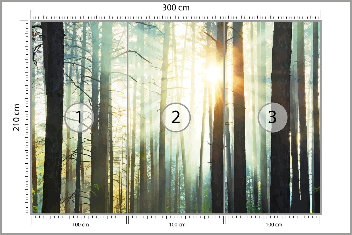 Fototapeta Las We Mgle Sosny Pod Słońce 300 × 210 cm – podgląd kadru