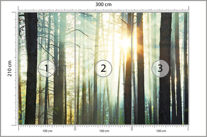 Fototapeta Las We Mgle Sosny Pod Słońce 300 × 210 cm – podgląd kadru