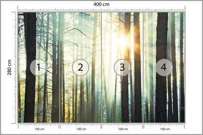 Fototapeta Las We Mgle Sosny Pod Słońce 400 × 280 cm – podgląd kadru