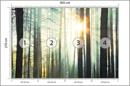 Fototapeta Las We Mgle Sosny Pod Słońce 405 × 270 cm – podgląd kadru