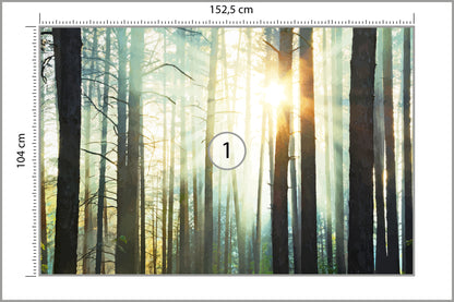 Fototapeta Las We Mgle Sosny Pod Słońce 152,5 × 104 cm – podgląd kadru