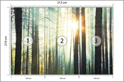 Fototapeta Las We Mgle Sosny Pod Słońce 312 × 219 cm – podgląd kadru