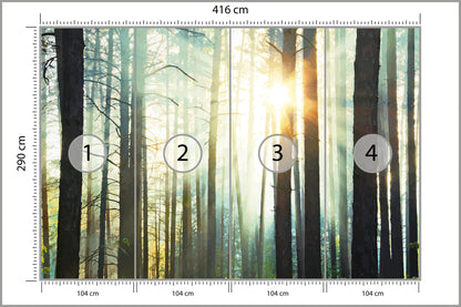Fototapeta Las We Mgle Sosny Pod Słońce 416 × 290 cm – podgląd kadru