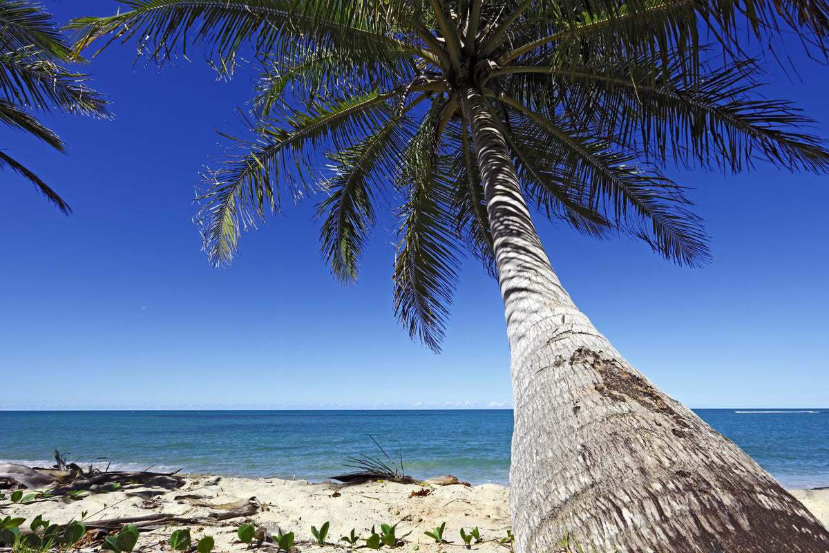 Fototapeta Plaża Ocean Palmy Pochylona Palma – wzór