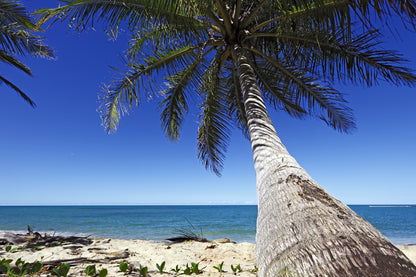 Fototapeta Plaża Ocean Palmy Pochylona Palma – wzór