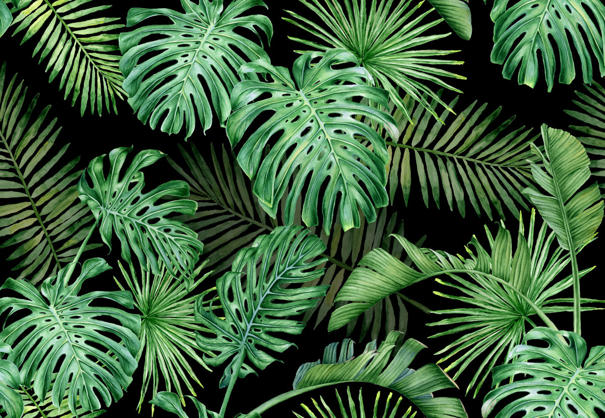 Fototapeta Liście Monstera Na Czarnym Tle – wzór