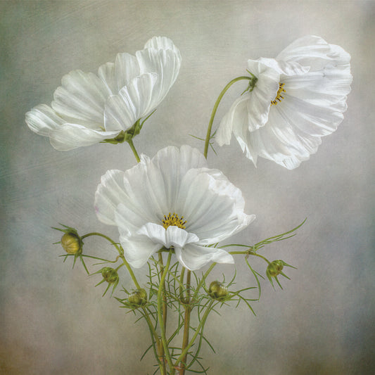Fototapeta Okrągła Urok Kosmosu Autorstwa Mandy Disher – wzór