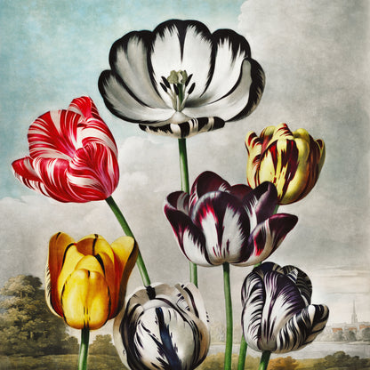 Fototapeta Okrągła Tulipany – wzór