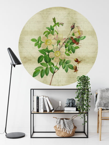 Fototapeta Okrągła Rycina Botaniczna W Stylu Vintage II – aranżacja wnętrza