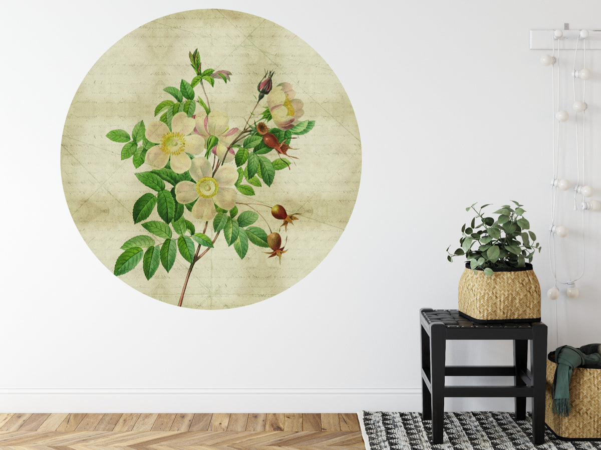 Fototapeta Okrągła Rycina Botaniczna W Stylu Vintage II – aranżacja wnętrza