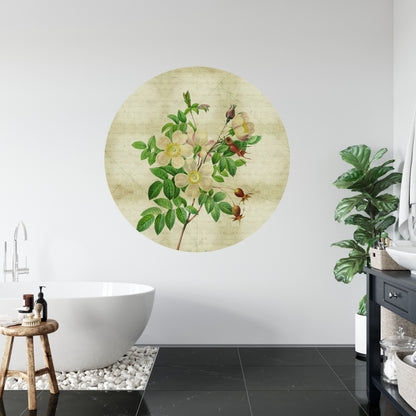 Fototapeta Okrągła Rycina Botaniczna W Stylu Vintage II – aranżacja wnętrza