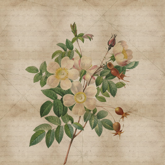 Fototapeta Okrągła Rycina Botaniczna W Stylu Vintage II – wzór