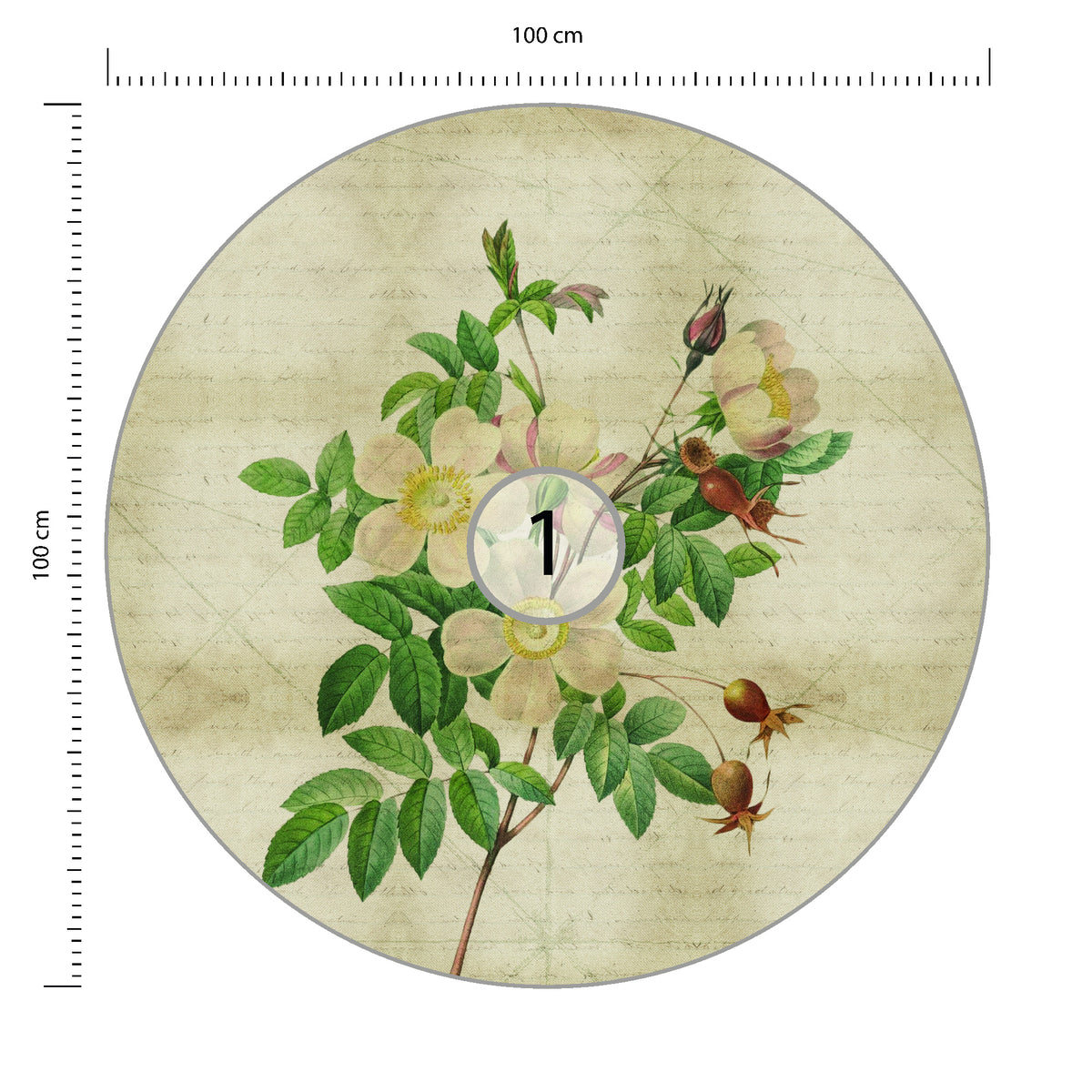Fototapeta Okrągła Rycina Botaniczna W Stylu Vintage II średnica 100 cm – podgląd