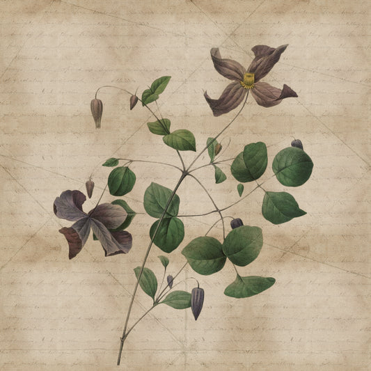 Fototapeta Okrągła Rycina Botaniczna W Stylu Vintage III – wzór