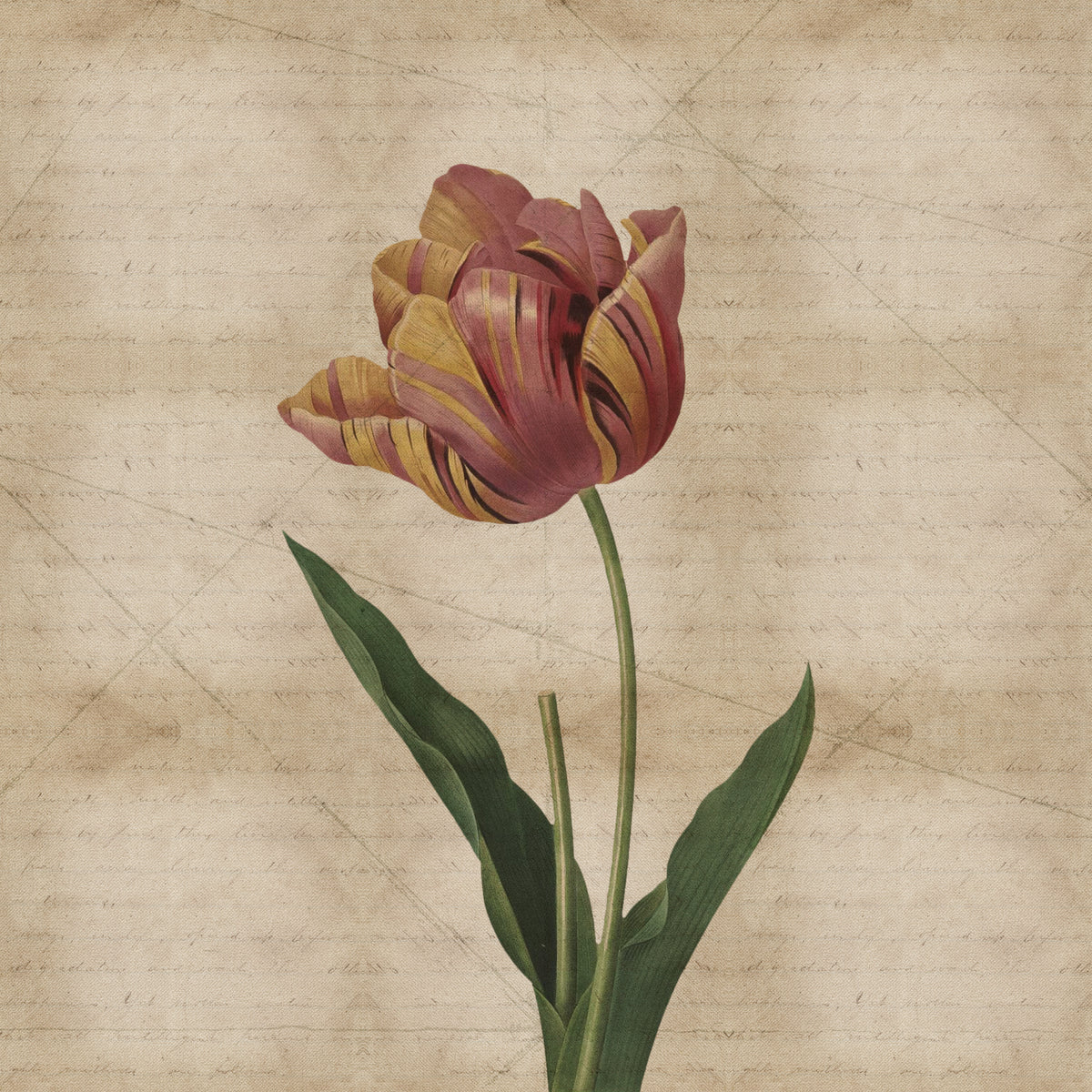 Fototapeta Okrągła Rycina Botaniczna W Stylu Vintage IV – wzór