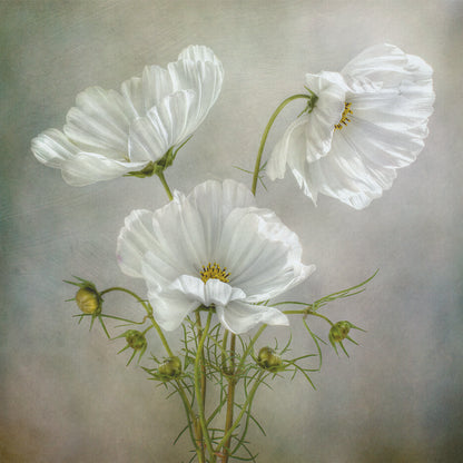Fototapeta Kwadratowa Urok Kosmosu Autorstwa Mandy Disher – wzór