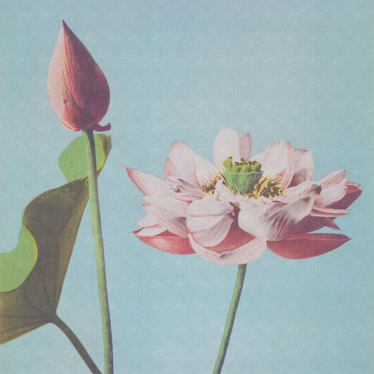 Fototapeta Kwadratowa Kazumasa Lotus – wzór