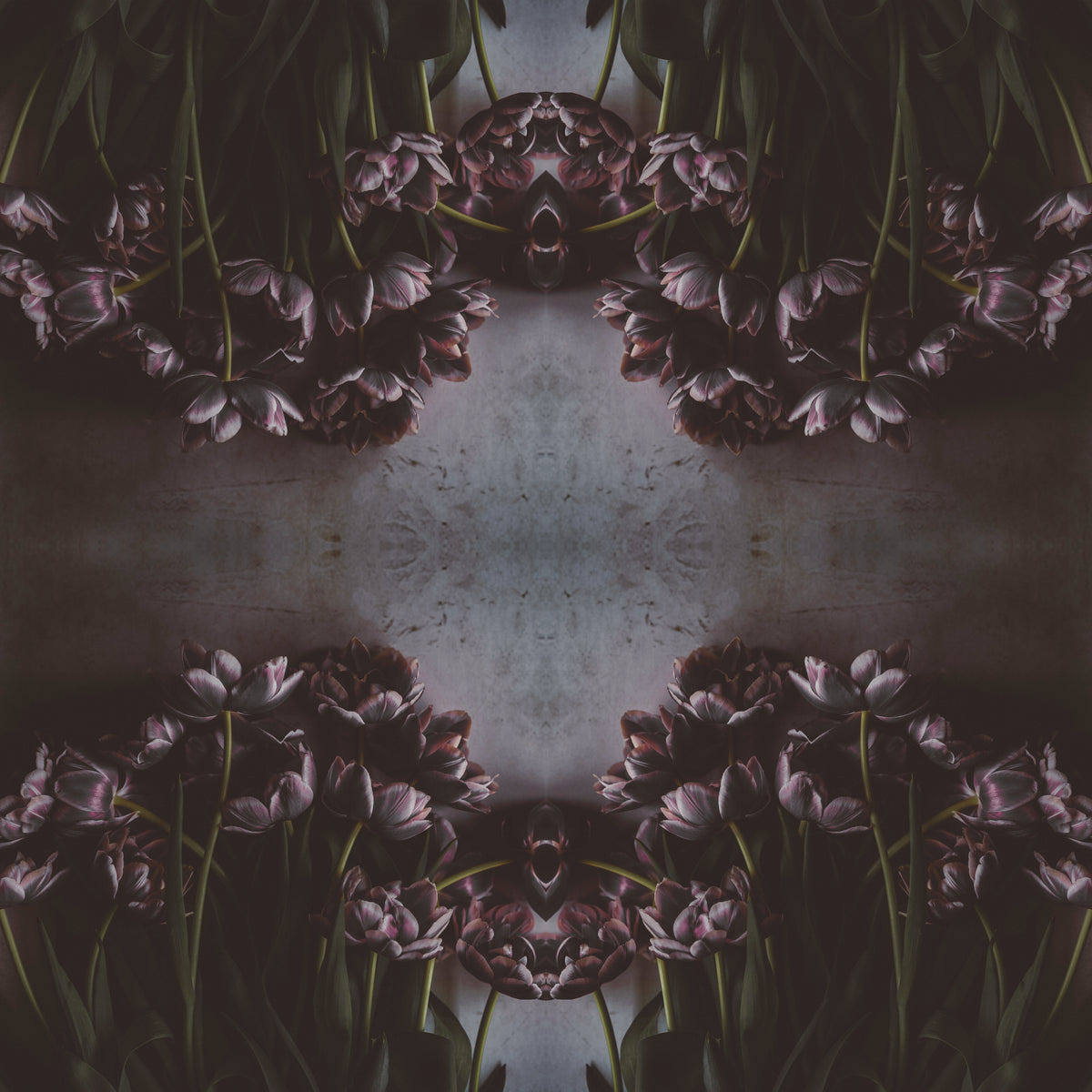 Fototapeta Kwadratowa Czarny Tulipan – wzór