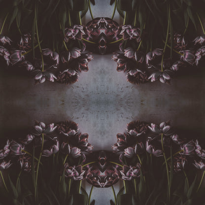 Fototapeta Kwadratowa Czarny Tulipan – wzór