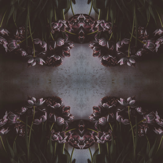 Fototapeta Kwadratowa Czarny Tulipan – wzór