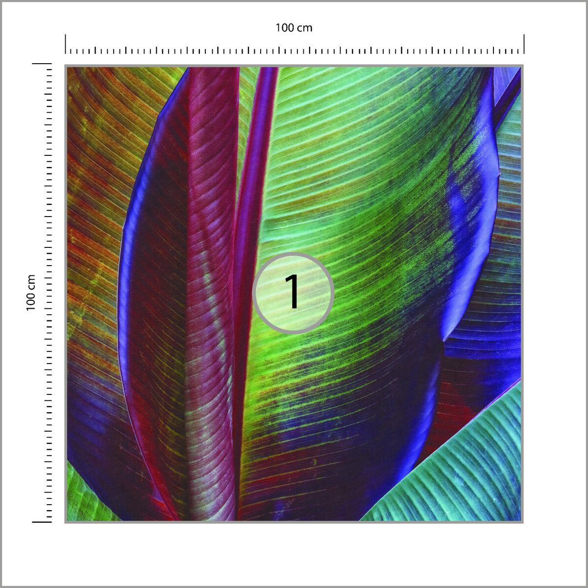 Fototapeta Kwadratowa Liść Bananowca François Casanova 100 × 100 cm – podgląd