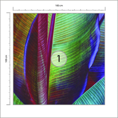 Fototapeta Kwadratowa Liść Bananowca François Casanova 100 × 100 cm – podgląd