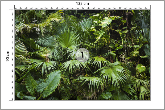 Fototapeta Piękne Liście Palmowe W Tropikalnej Dżungli 135 × 90 cm – podgląd