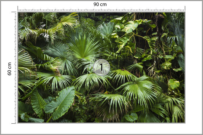 Fototapeta Piękne Liście Palmowe W Tropikalnej Dżungli 90 × 60 cm – podgląd