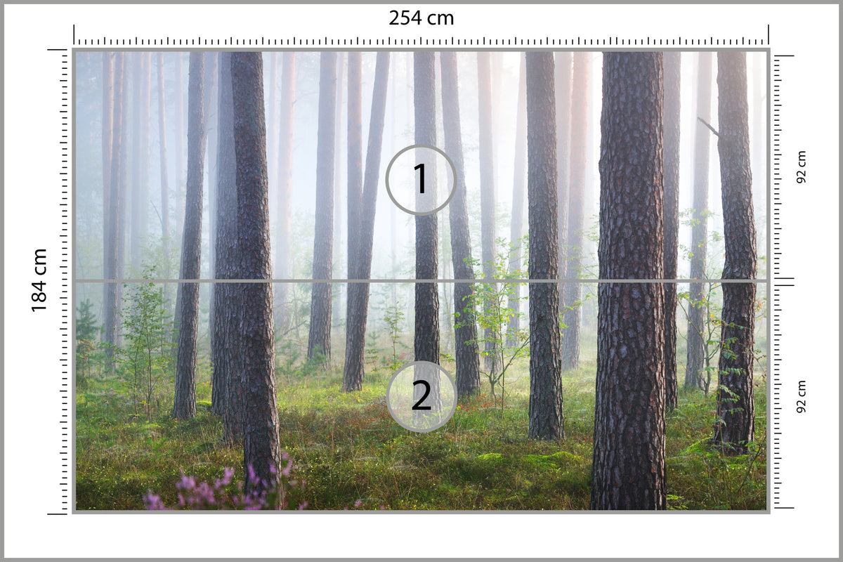 Fototapeta Las We Mgle Smukłe Sosny 254 × 184 cm – podgląd kadru