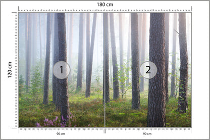 Fototapeta Las We Mgle Smukłe Sosny 180 × 120 cm – podgląd kadru