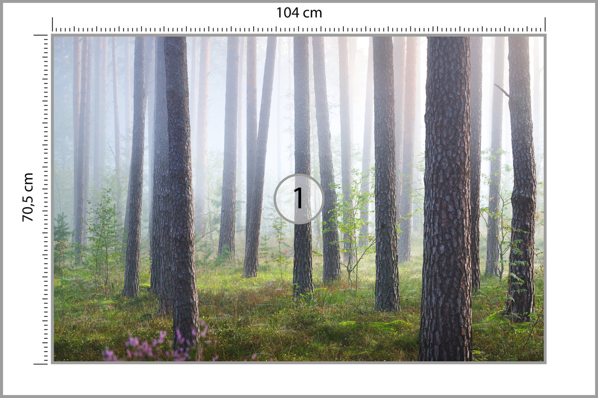 Fototapeta Las We Mgle Smukłe Sosny 104 × 70,5 cm – podgląd kadru