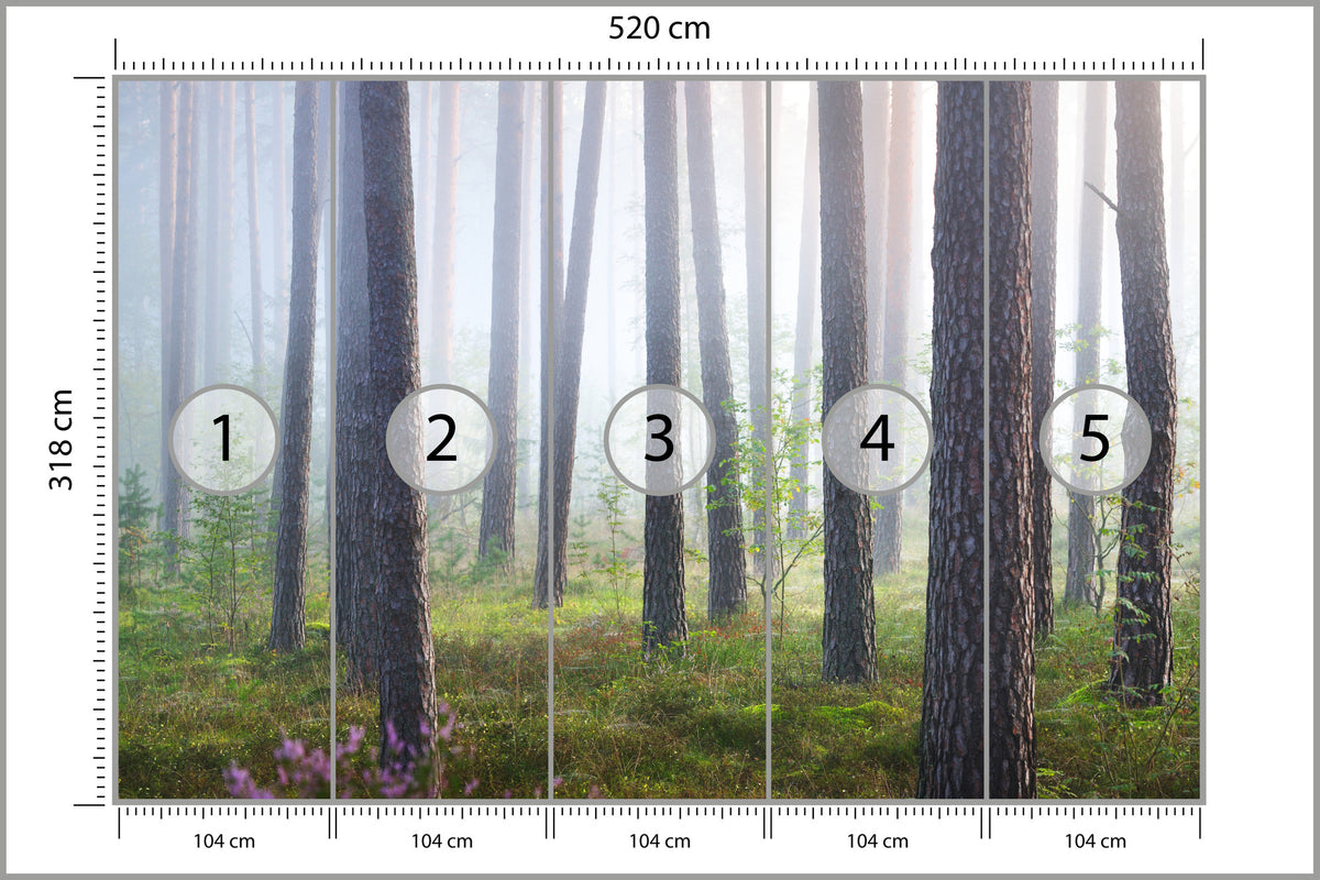 Fototapeta Las We Mgle Smukłe Sosny 520 × 318 cm – podgląd kadru