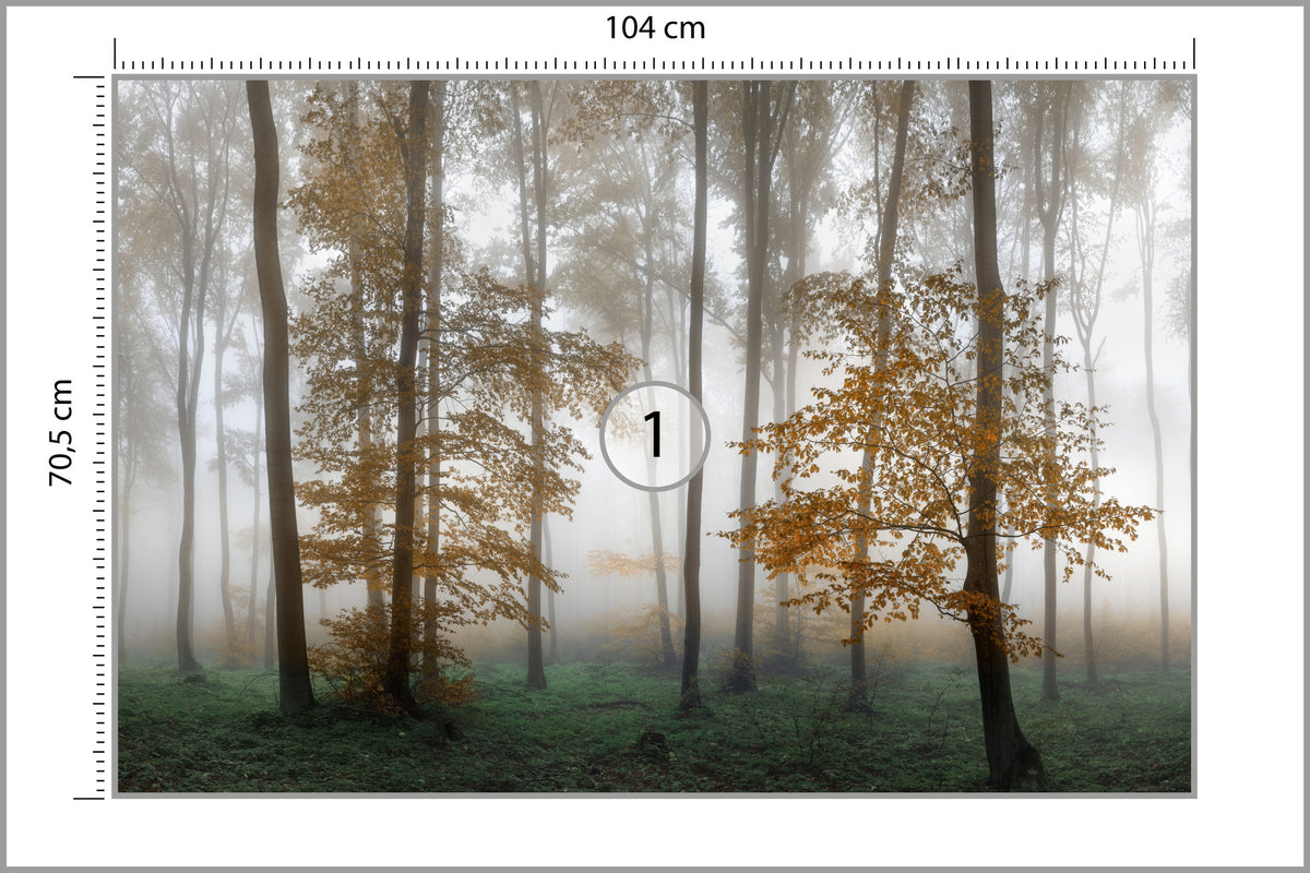 Fototapeta Las We Mgle Złota Jesień 104 × 70,5 cm – podgląd kadru