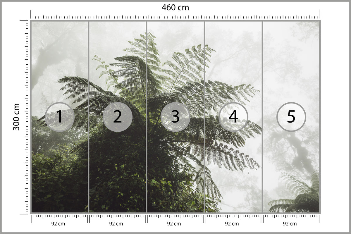 Fototapeta Las We Mgle Paproć Drzewiasta 460 × 300 cm – podgląd kadru