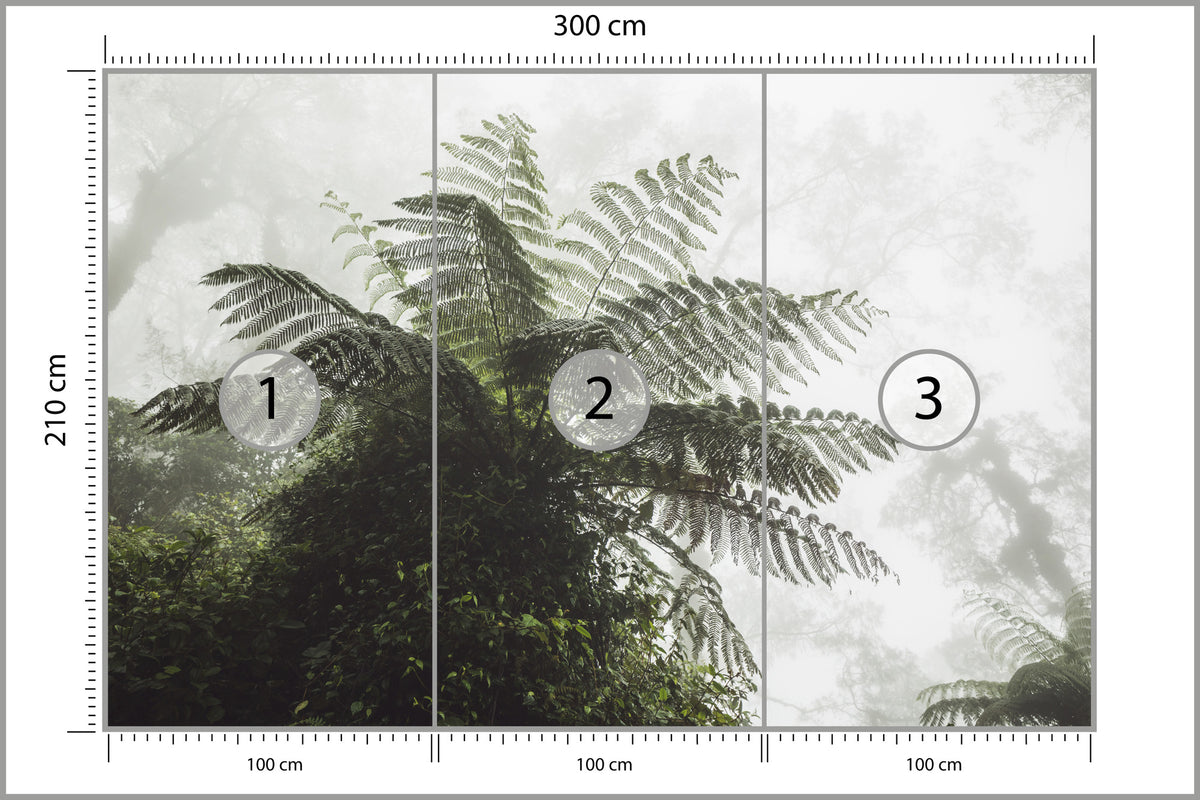 Fototapeta Las We Mgle Paproć Drzewiasta 300 × 210 cm – podgląd kadru