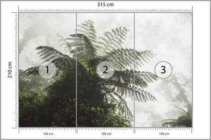 Fototapeta Las We Mgle Paproć Drzewiasta 315 × 210 cm – podgląd kadru