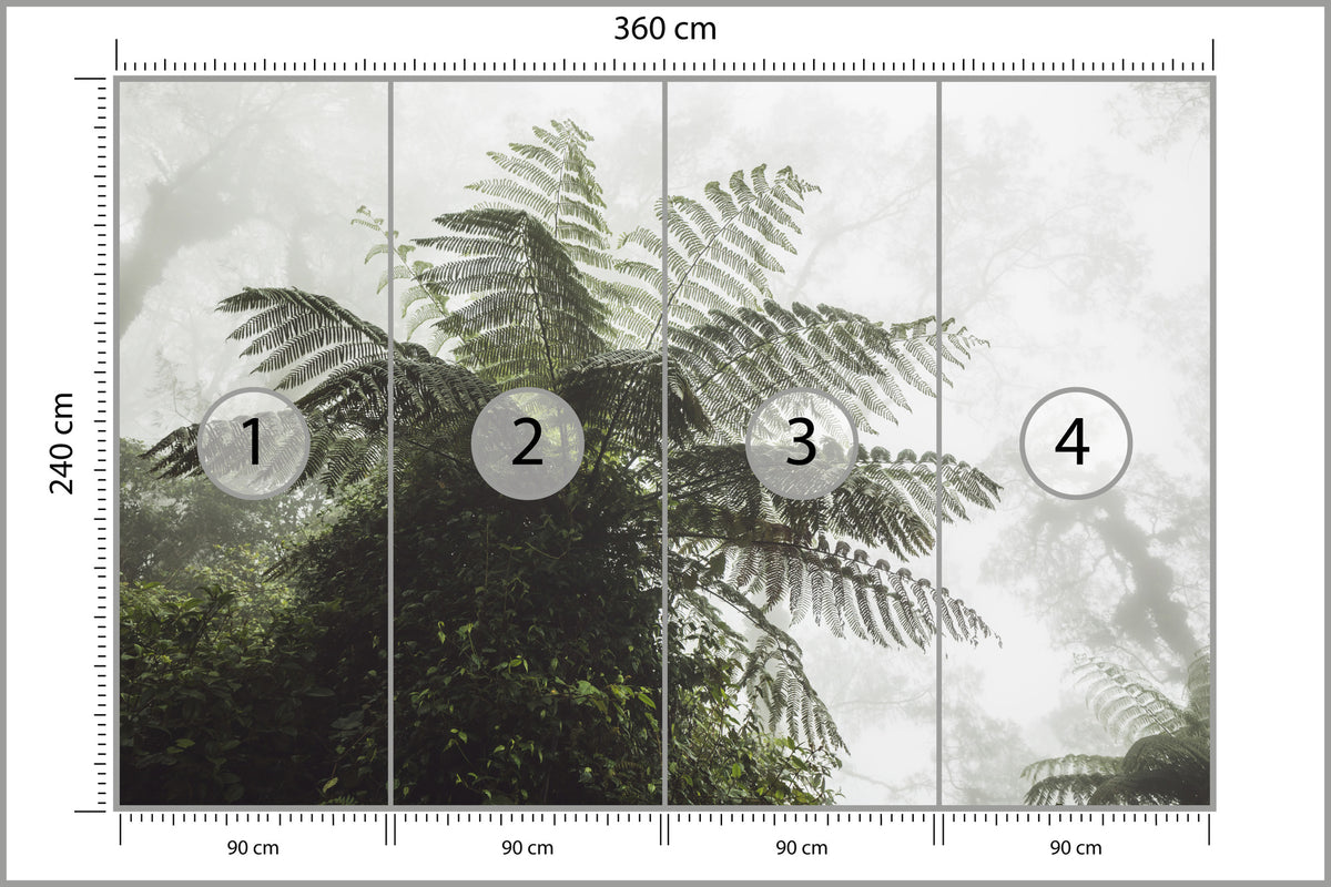 Fototapeta Las We Mgle Paproć Drzewiasta 360 × 240 cm – podgląd kadru